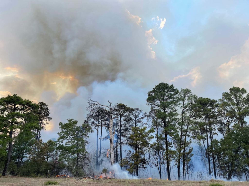 Smoke rising from a stand of pine trees
