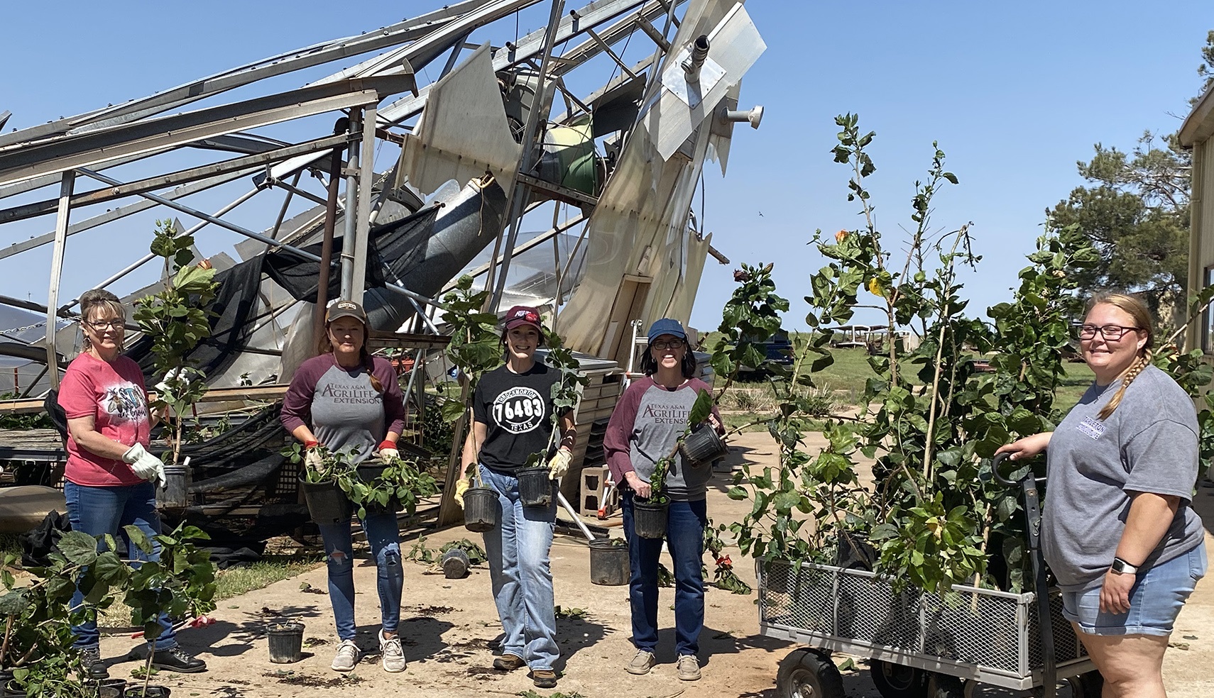 five people in Texas A&M AgriLife shirts carrying plants out of a tornado-damaged greenhouse
