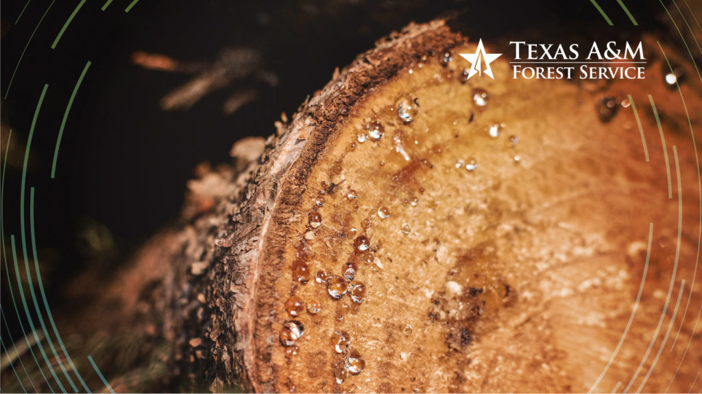 Zoom Background Texas Forest Service tree sap