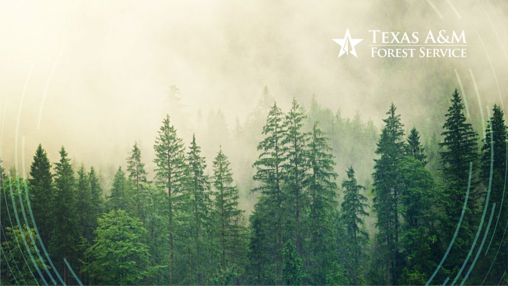 Zoom Background Texas Forest Service fog
