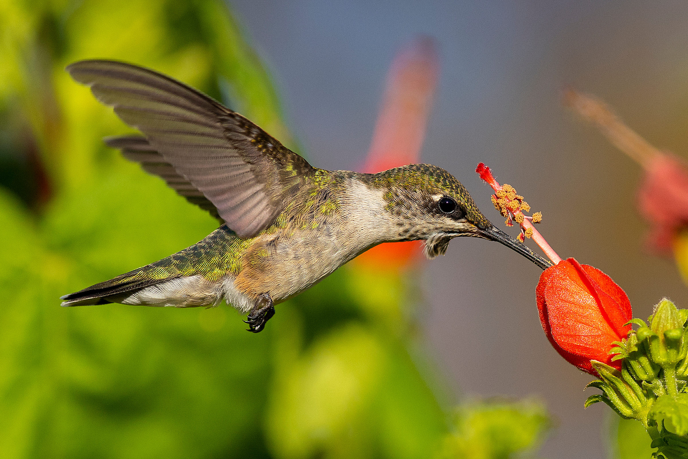 hummingbird and nectar